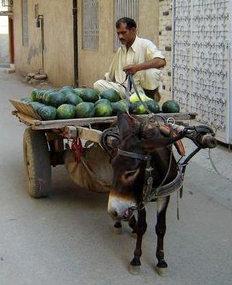 Salesman selling water melon in a street