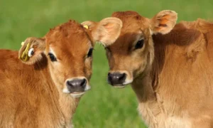 Empower a Family with a Calf – Milk, Income & Stability