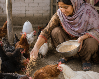 Pakistani woman caring for chickens on her small poultry farm, creating sustainable income through poultry farming to help her family escape poverty